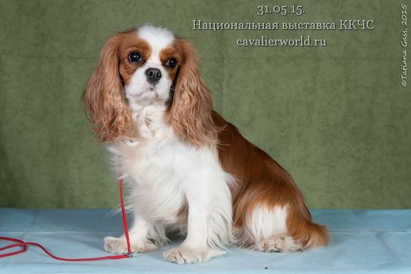 PETERS CAVALIER ADELLI LEYA ЧК.jpg